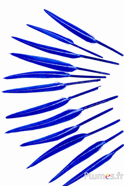 Gans - 5-8 cm - blau
